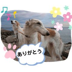 [LINEスタンプ] ボルゾイ borzoi