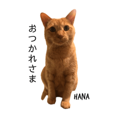 [LINEスタンプ] 菊池家のねこたち