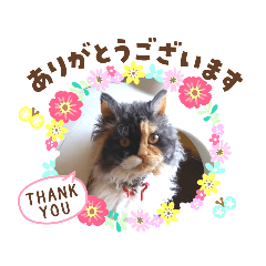 [LINEスタンプ] ぼぼちゃちゃなな