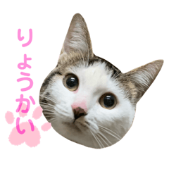 [LINEスタンプ] きなこむぎ♡