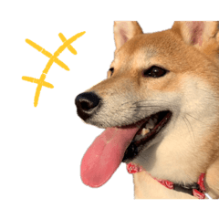 [LINEスタンプ] 柴犬 麦のはじめまして