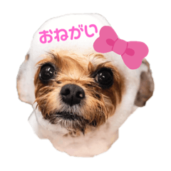 [LINEスタンプ] ヨーチワ×ひなちゃん