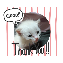 [LINEスタンプ] neko123