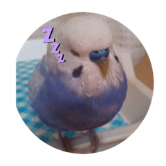 [LINEスタンプ] 鳥ちゃんスタンプ❤️