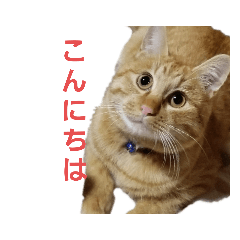 [LINEスタンプ] 茶トラのちゃくんsmall