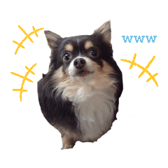 [LINEスタンプ] 日常で使える可愛い犬のスタンプver.2