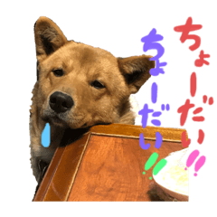 [LINEスタンプ] 愛犬ロングと新入り福助