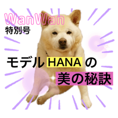[LINEスタンプ] 白柴はなちゃんsimple