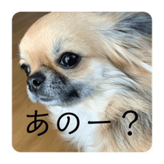 [LINEスタンプ] 愛犬チップスタンプ！！