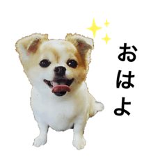 [LINEスタンプ] 使える！わんちゃんスタンプ(ロンちゃん1)