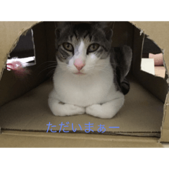 [LINEスタンプ] 顔がうるさいネコ集5！
