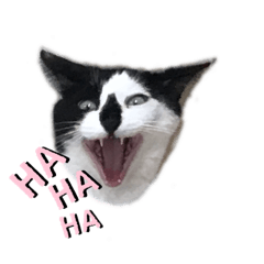 [LINEスタンプ] 白黒ねこ キジトラ 鹿 日常会話
