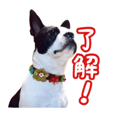 [LINEスタンプ] ボストンテリアのポポ(日常)