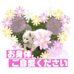 [LINEスタンプ] スピッツファミリー③