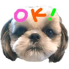 [LINEスタンプ] シーズー犬むーちゃんver2