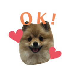 [LINEスタンプ] ポメラニアンのイクラちゃんスタンプ