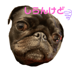 [LINEスタンプ] パグと一緒  日常会話③