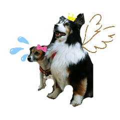 [LINEスタンプ] 我が家の姉妹ワンコ