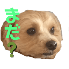 [LINEスタンプ] トイプードル×マルチーズ＝マルプー