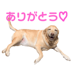 [LINEスタンプ] ラブラドール レトリバーのスタンプ