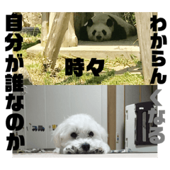 [LINEスタンプ] マルチーズ ぷっぷのスタンプ