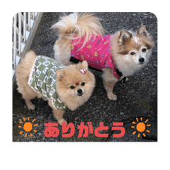 [LINEスタンプ] メリジロ3