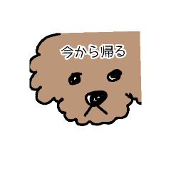 [LINEスタンプ] トイプー 家族連絡用