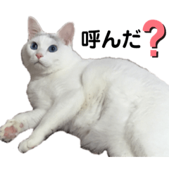 [LINEスタンプ] しろさんスタンプ