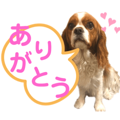 [LINEスタンプ] キャバリアのハナちゃん