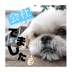 [LINEスタンプ] シーズーのばーとんあや