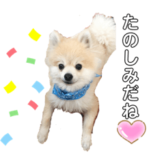 [LINEスタンプ] 愛犬トラ君