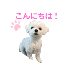 [LINEスタンプ] しろいこの会話スタンプ
