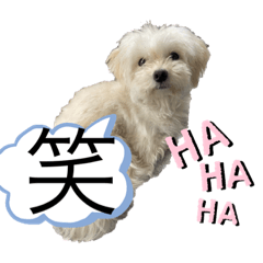 [LINEスタンプ] チワマルスタンプ⑤