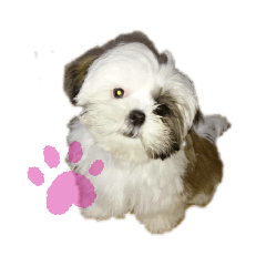 [LINEスタンプ] 可愛いドッグ＆キャット