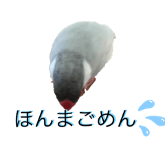 [LINEスタンプ] 文鳥のふうと