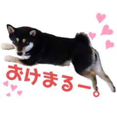 [LINEスタンプ] ゆずたまにコタハル。