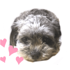 [LINEスタンプ] もこ蔵andうに丸