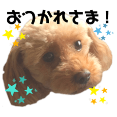 [LINEスタンプ] トイプーのちょこちゃん♡