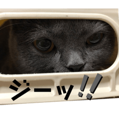 [LINEスタンプ] 仲良しブリちゃんfamily♡3