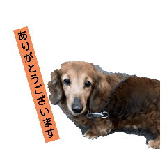 [LINEスタンプ] 日常用ワンちゃん(マロン)