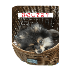 [LINEスタンプ] ミロスタンプ1
