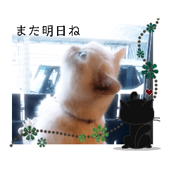 [LINEスタンプ] マンチカンのけまりちゃん3