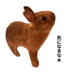 [LINEスタンプ] ココナッツボム