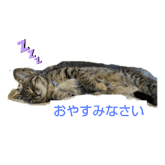 [LINEスタンプ] かわいいネコのスタンプ。うちのらいこ