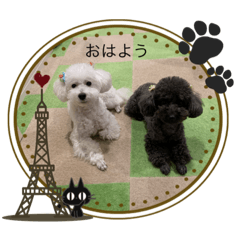 [LINEスタンプ] トイプードルのくもこ