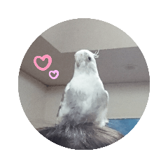 [LINEスタンプ] うちのかわいいピノちゃん