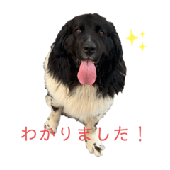 [LINEスタンプ] ニューファンドランド