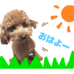 [LINEスタンプ] ちょあの日常スタンプ