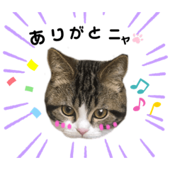 [LINEスタンプ] 猫のきなこスタンプ