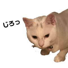 [LINEスタンプ] みいいちやん